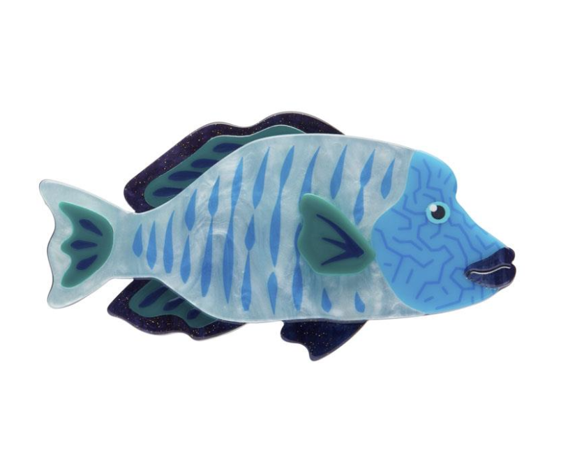 Maori Wrasse